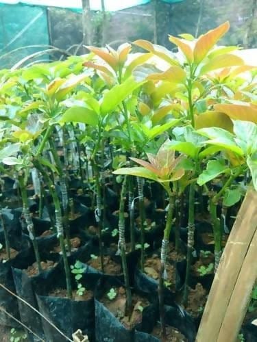 Avocado plants Questions & Answers