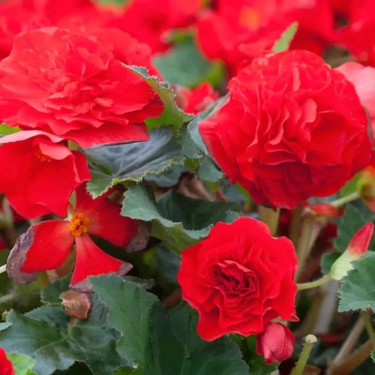 Buy Begonia Mix Flower Bulbs Questions & Answers