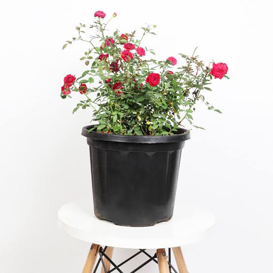 Does it come with a pot?