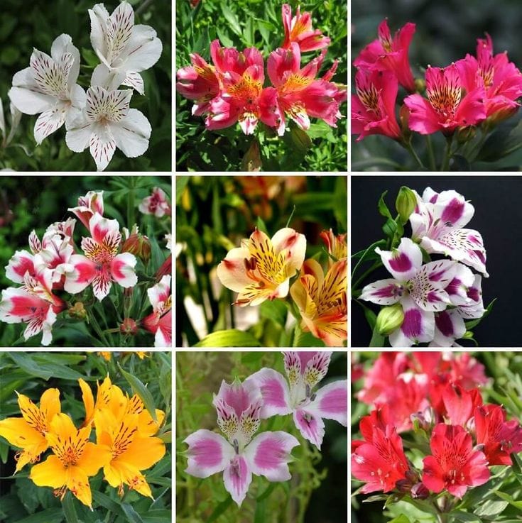 Buy Alstromeria Mix Flower Bulbs Set of 4 Questions & Answers