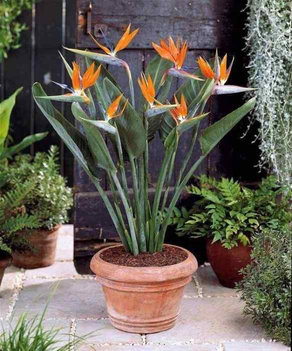 How high the plant you will deliver? Is it possible to get a bigger plant rather than a small tiny one?