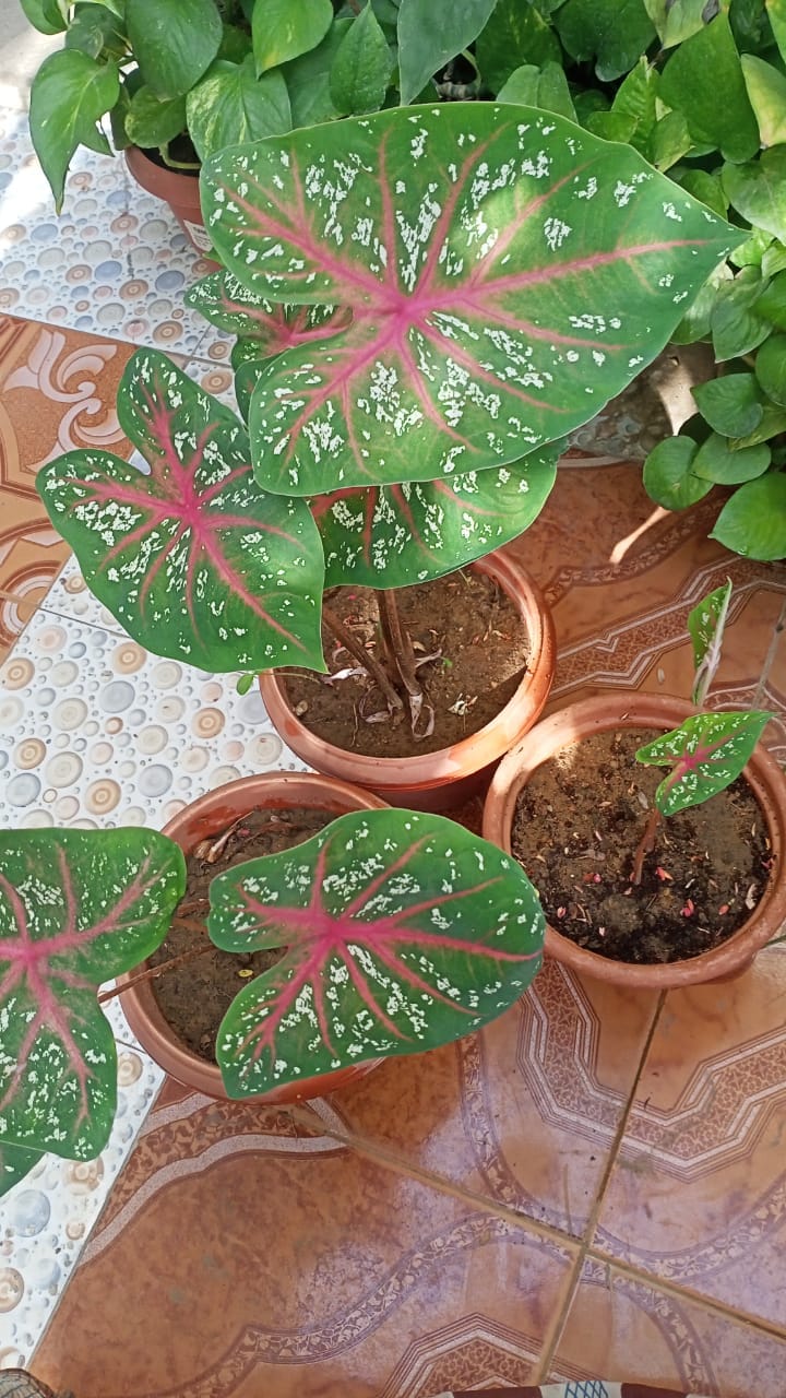 It comes with pots ?