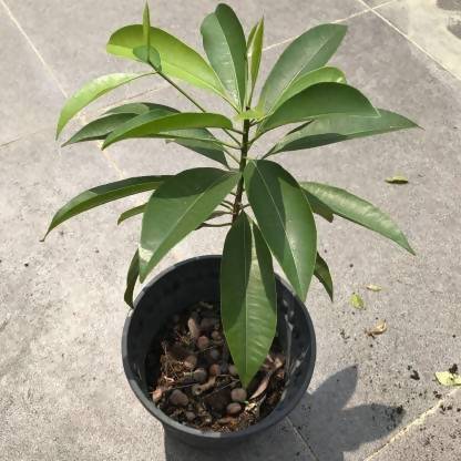 Buy Chikoo, Sapota- Plant Questions & Answers