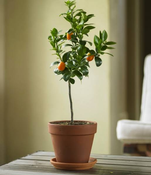 Buy China Lemon Plant Questions & Answers