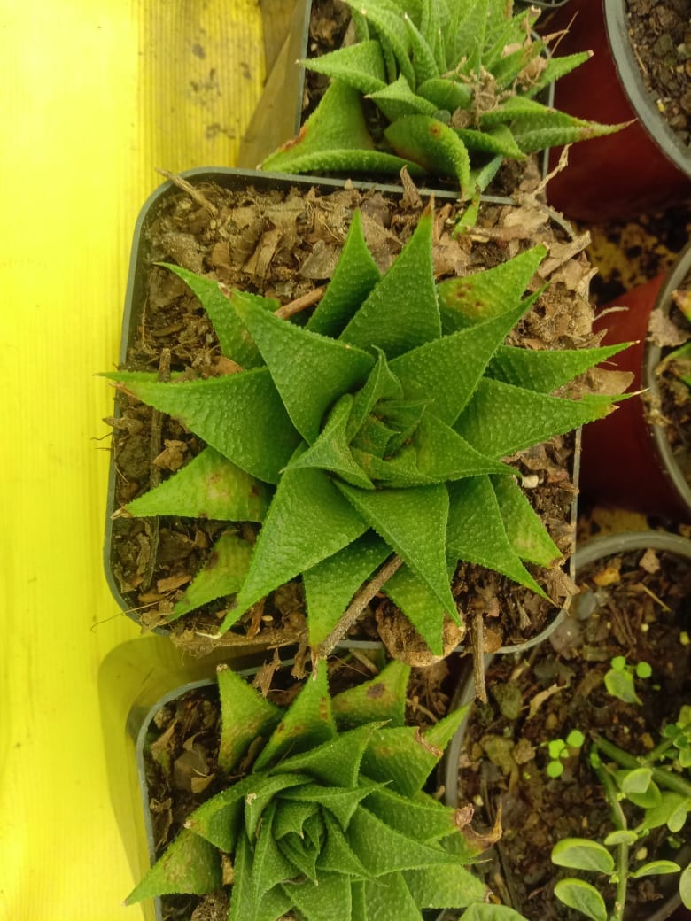 How are the plants delivered?