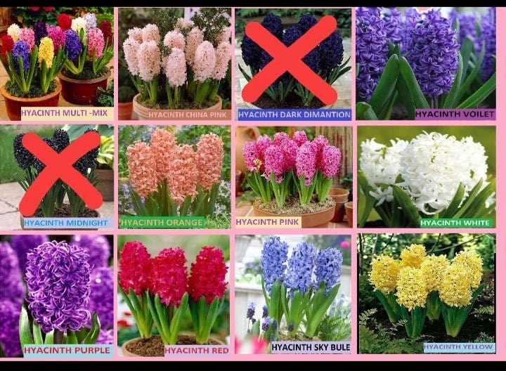 Buy Hyacinth flower bulbs in 9 colours Questions & Answers