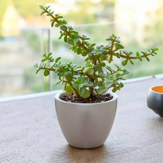 Buy Jade Plant Questions & Answers