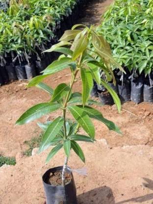 Jalal mango plant