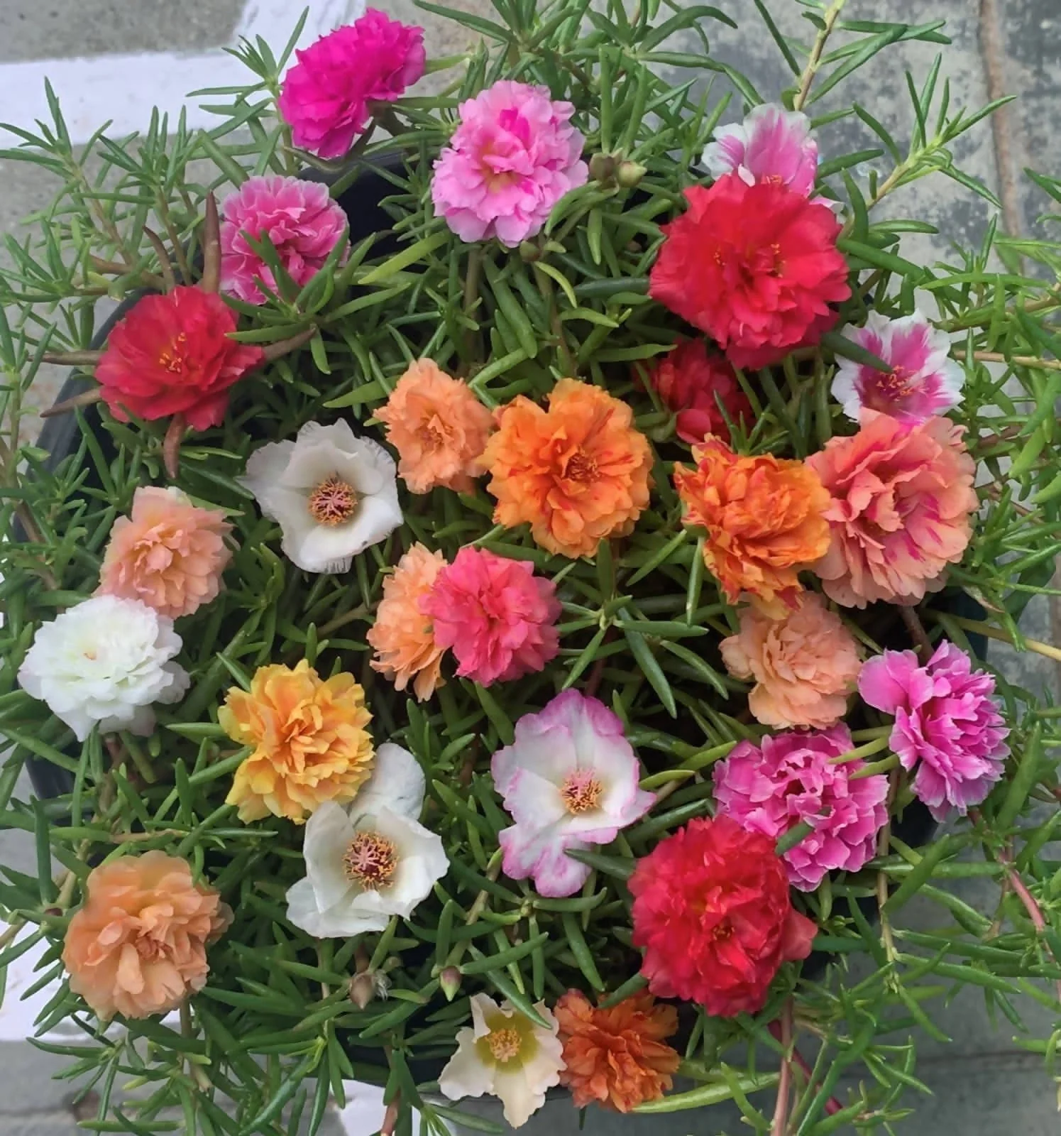 How many stems and how many colours?