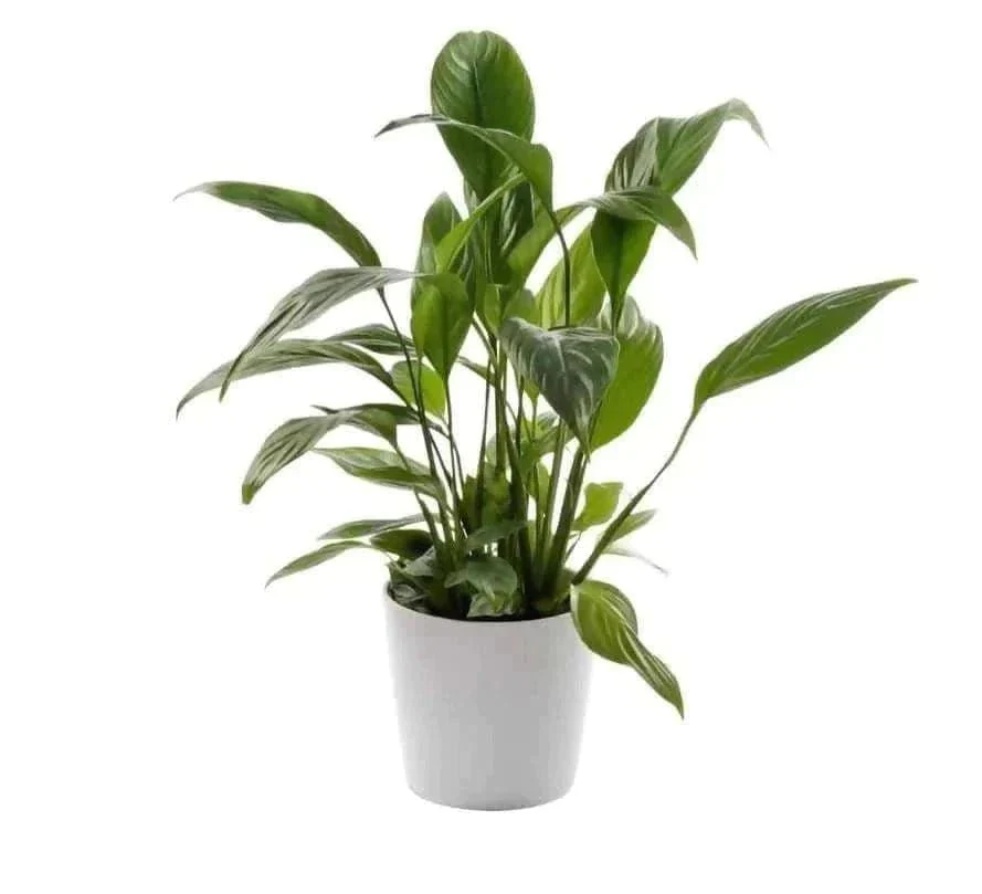 What is tje soze of the plant at the time of delivery?