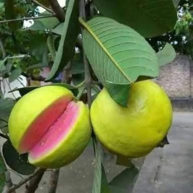 It will be seeds or plant,?