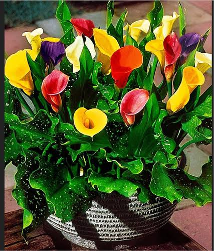 Calla Lily Mix Flower Bulbs set of 5 Questions & Answers
