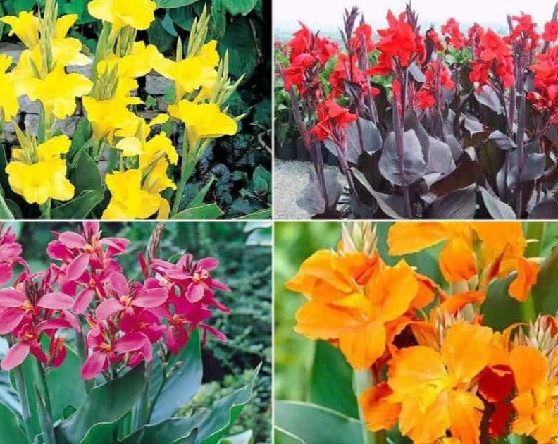 Canna Lily Flower Bulbs Multi Colour Questions & Answers