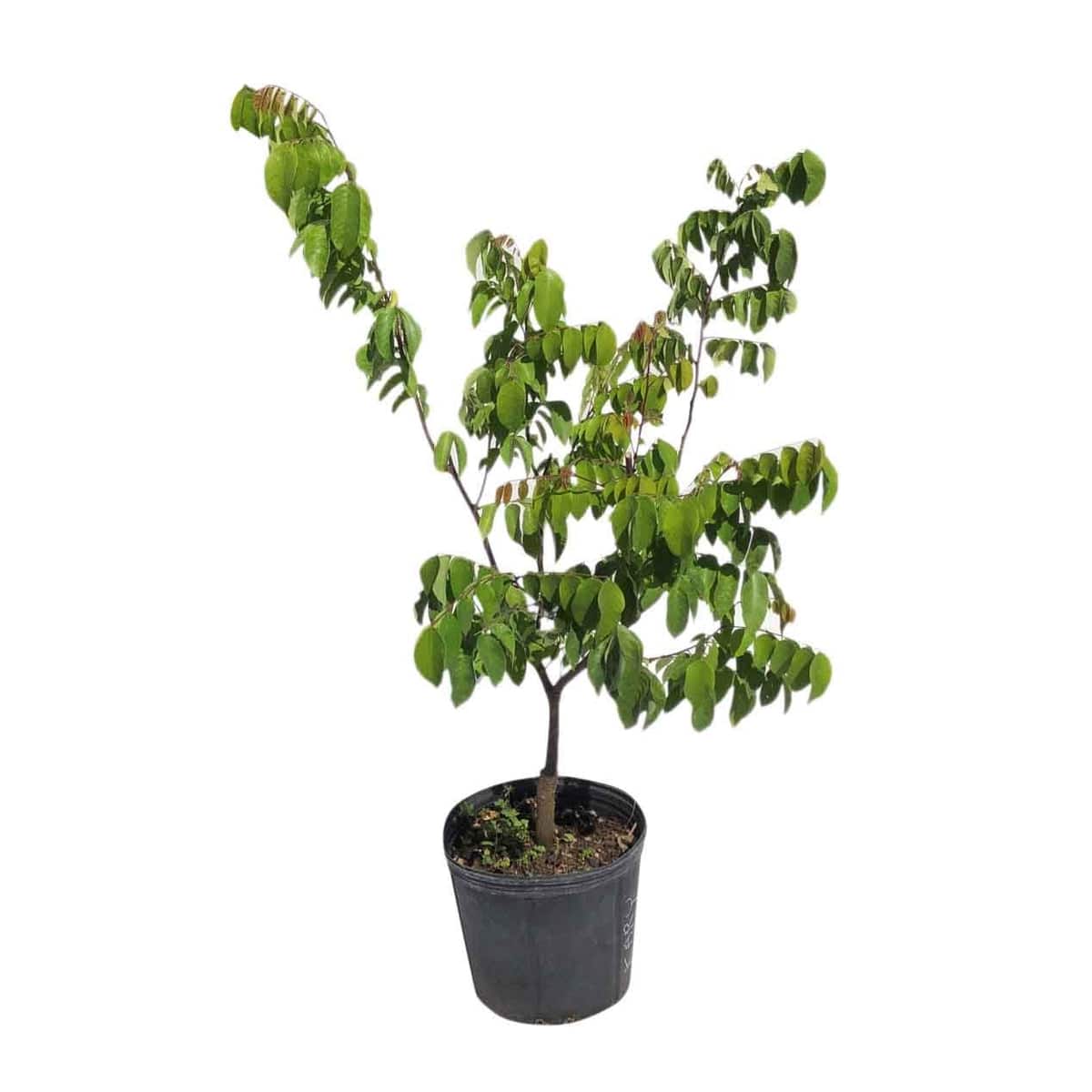How old is the plant?