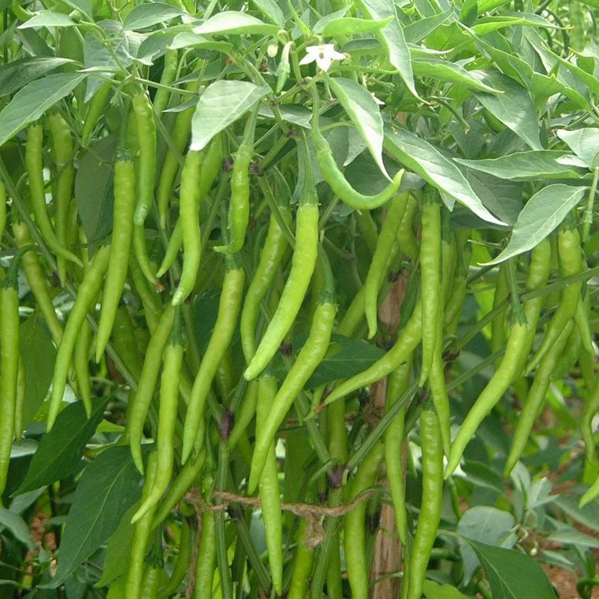 The seeds of this chilli will give spicy desi chilli or non spicy chilli only.