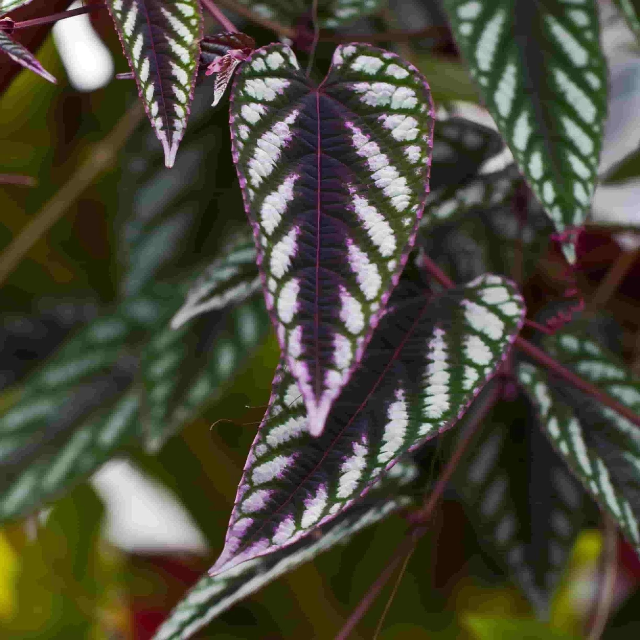 Hi what size of pot is it?