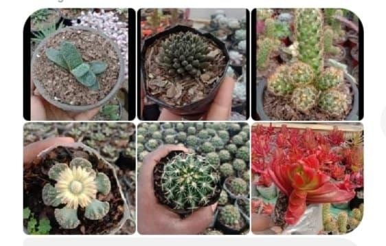 Combo Set of Succulents/ Cactus Questions & Answers