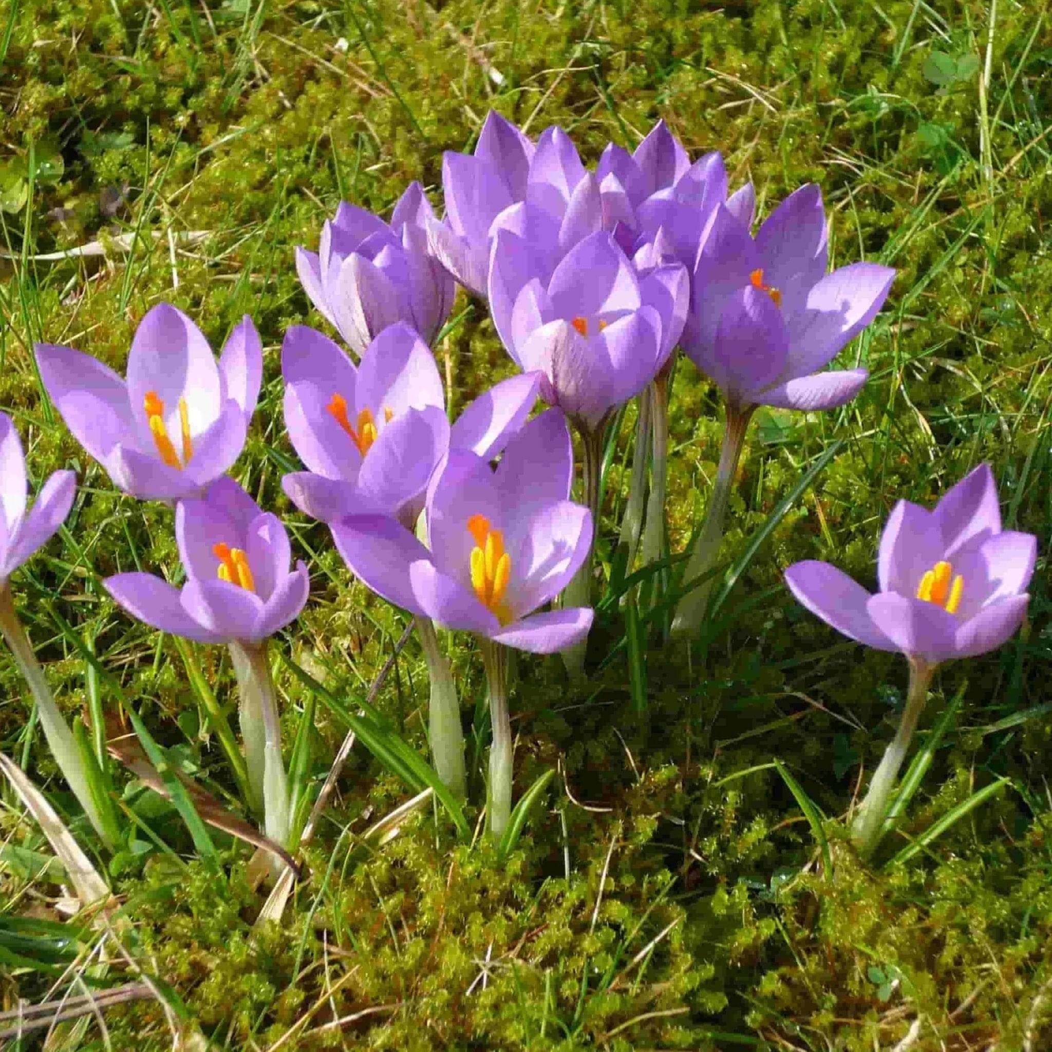 Crocus / Saffron Etruscans Zwanenburg Questions & Answers