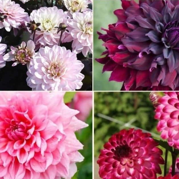 In 135 INR do we get all four varieties given in the first pic?