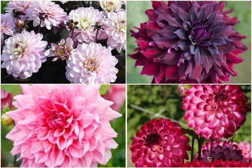 Dahlia Multi Mix Flower Bulbs Questions & Answers