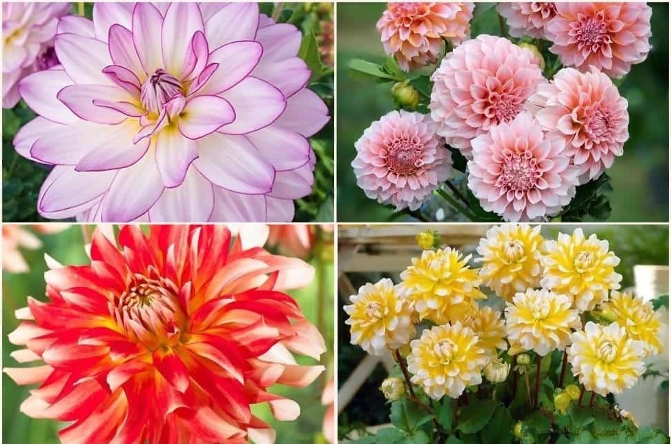 Do we select pack of 4 for all the four different varieties? Will they come labeled?