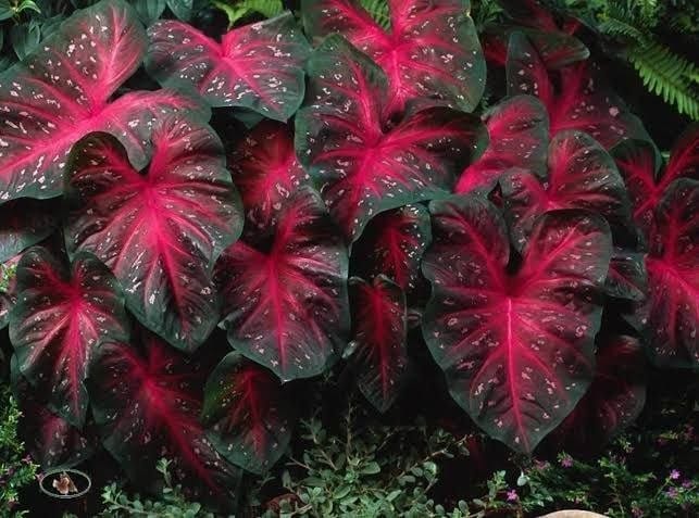 Exotic Caladium Bulbs Questions & Answers