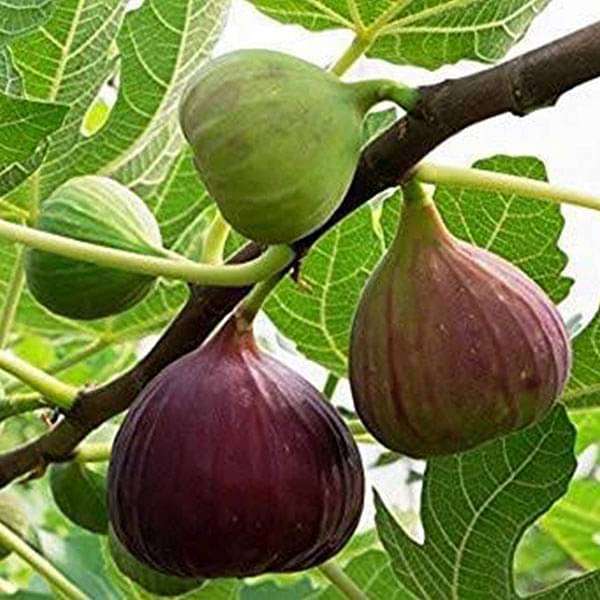 Buy Fig Tree, Anjeer Fruit, Common Fig Fruit - Plant Questions & Answers