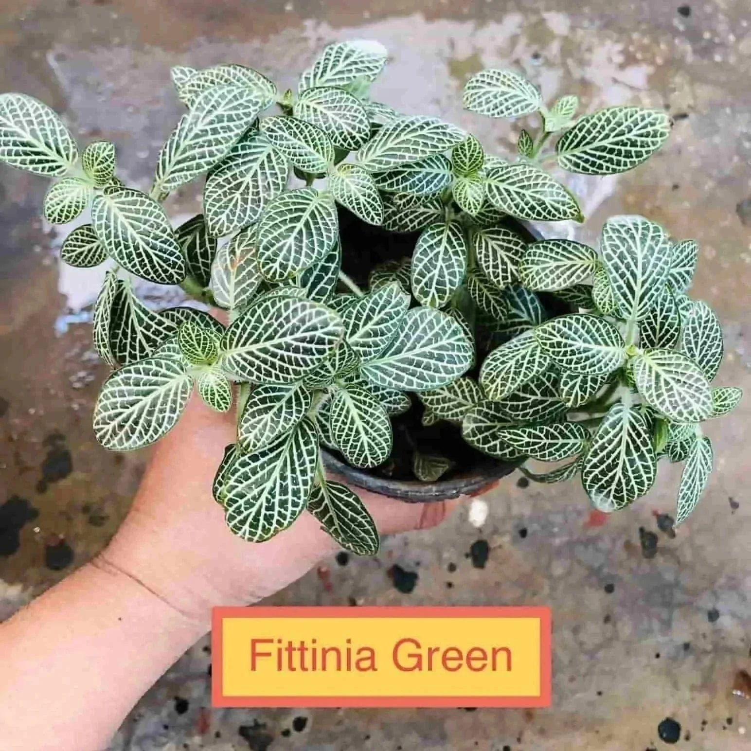 how can gou root this plant where do you make the cuttings