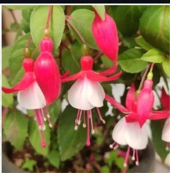What is the colour of the flower
