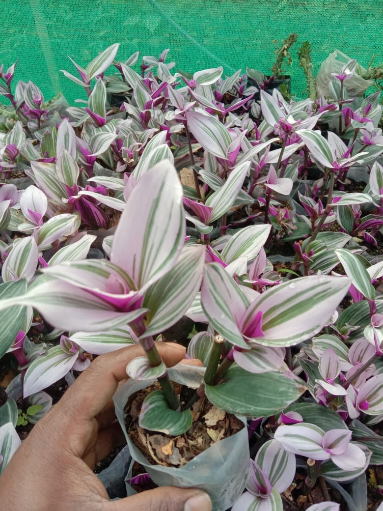 What will b size of plants when transported