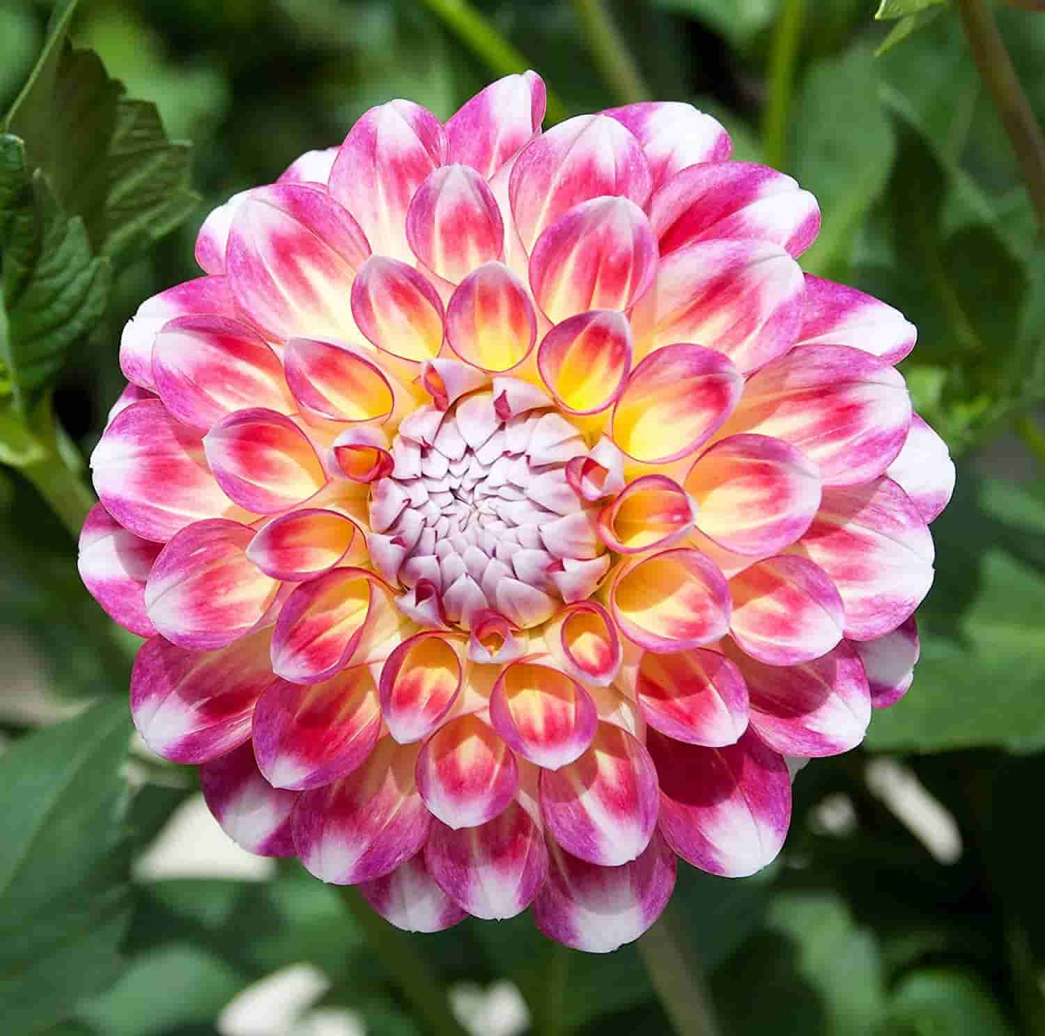 Buy Dhalia bulbs diffrent colurs