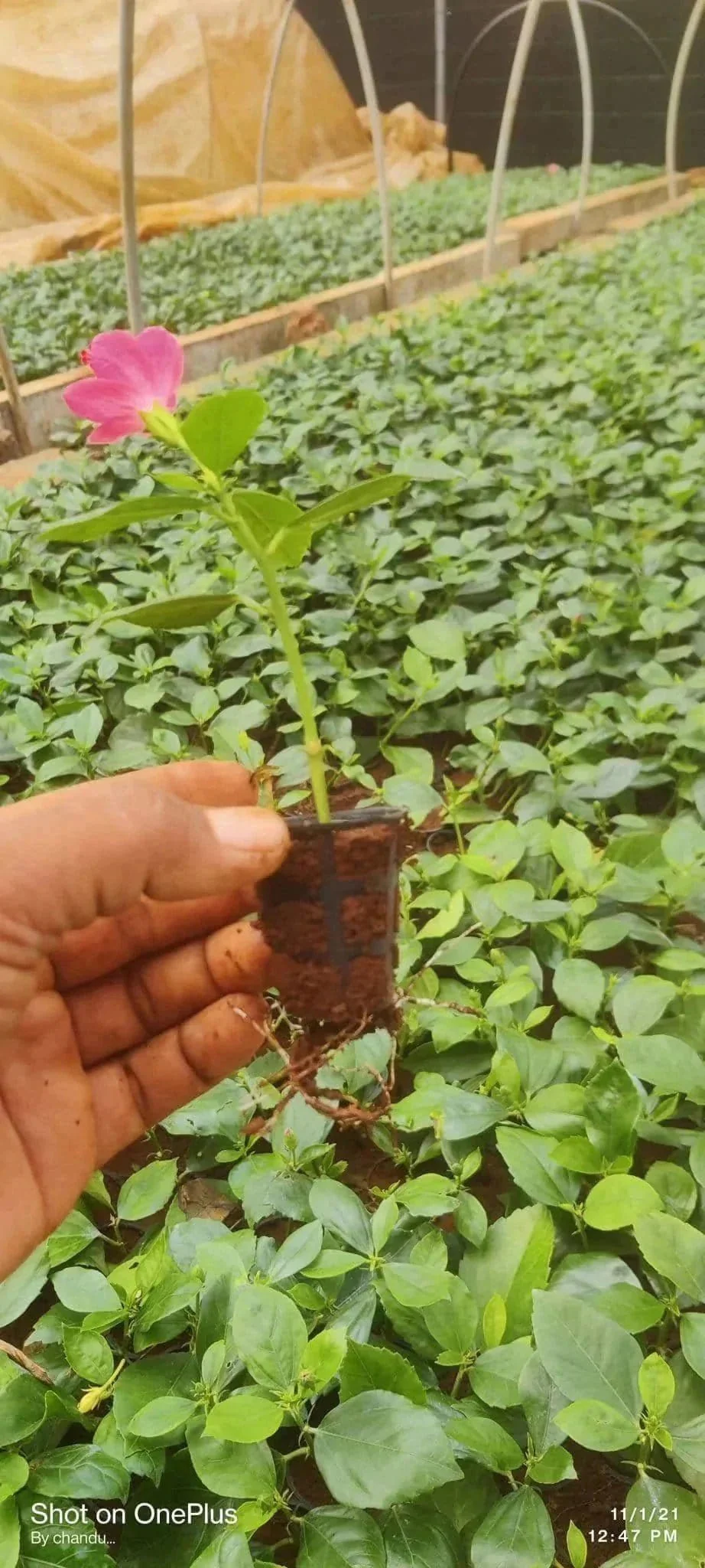 Is the set of 10 saplings of different colors?? Mention the colors.