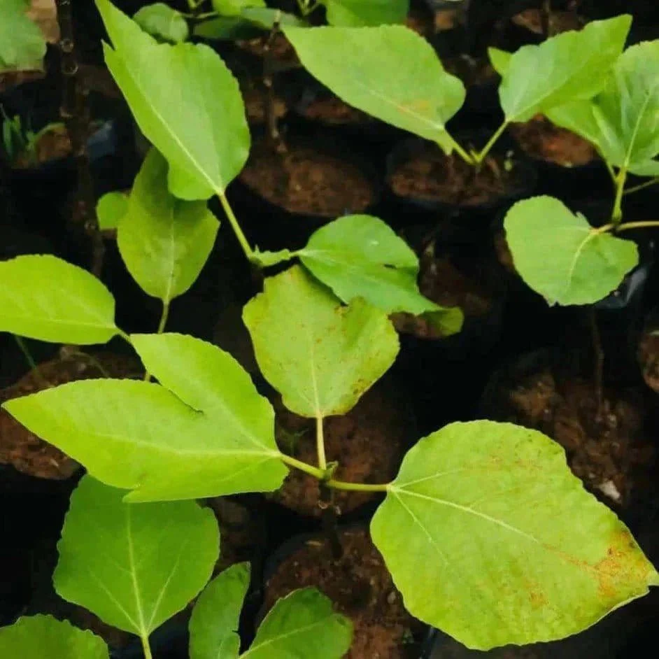 Enquiry regarding the Fig trees