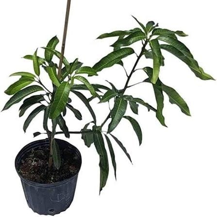 Kalapadi mango plant Questions & Answers