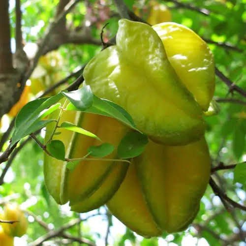 Kamrak, Star fruit - Grafted Plant Questions & Answers