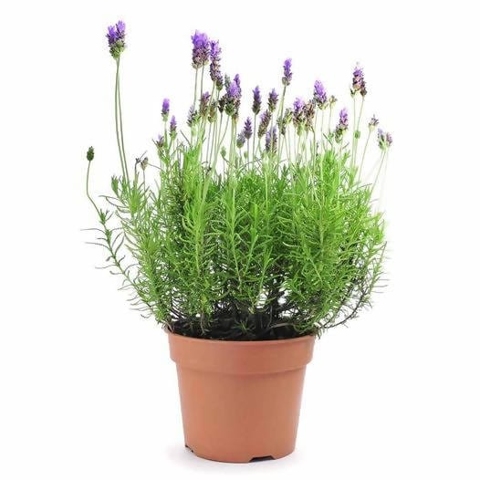 Is this English Lavender?