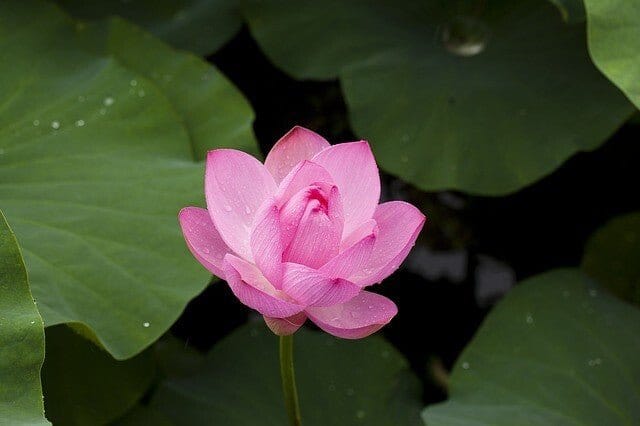 Lotus Seeds Questions & Answers