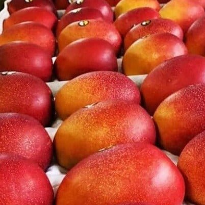 Miyazaki Mango Plant Questions & Answers
