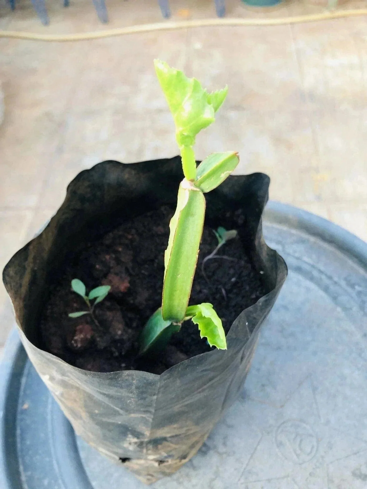 Nalleru Plant, Cissus quadrangularis Plant Questions & Answers