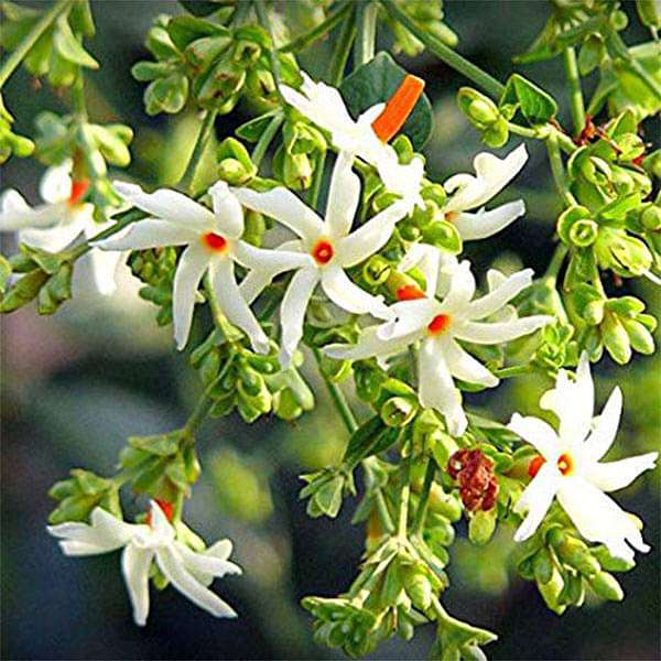 Buy Parijat Tree, Night Flowering Jasmine, Nyctanthes arbor-tristis Questions & Answers