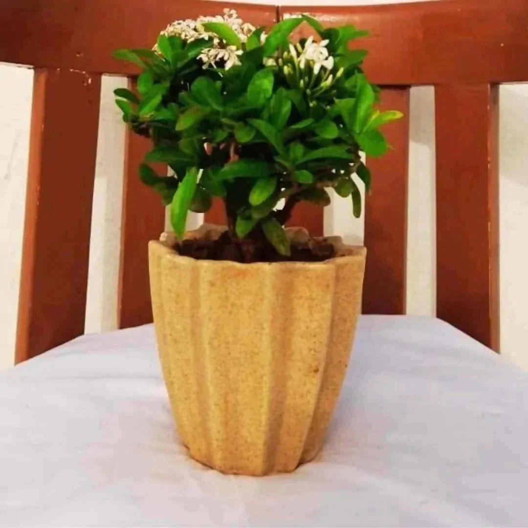 Origami Beige Ceramic Pot Questions & Answers