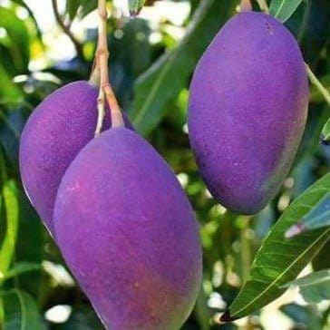 Buy Palmer Mango Plant Questions & Answers