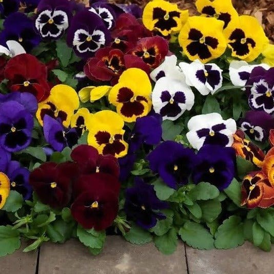 How long from seed planting to bloom?