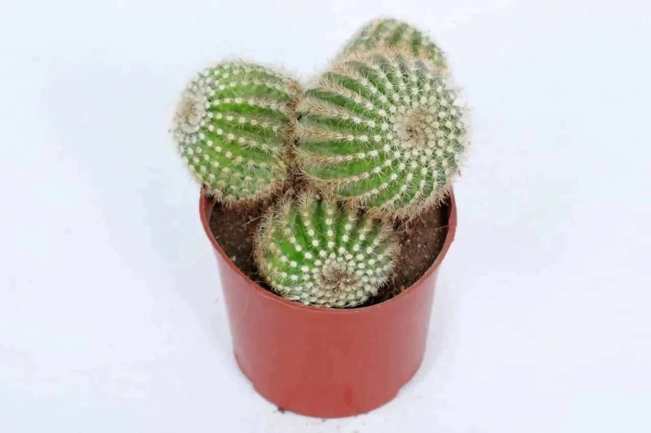 Wil i receive a clump of this cactus? Or single?