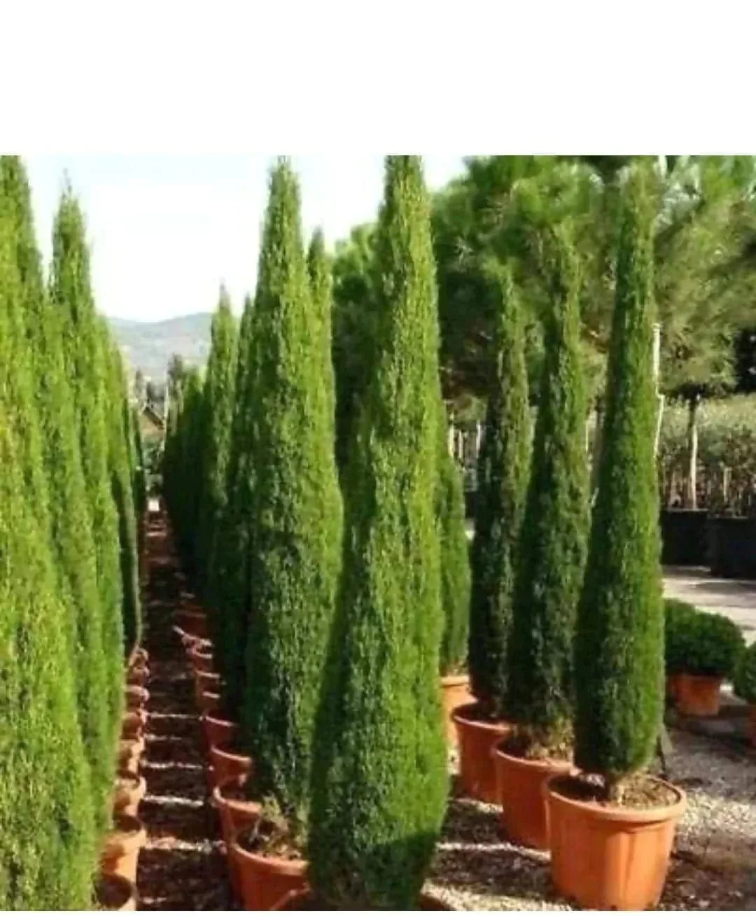 Pencil pine Seeds /Italian cypress Questions & Answers