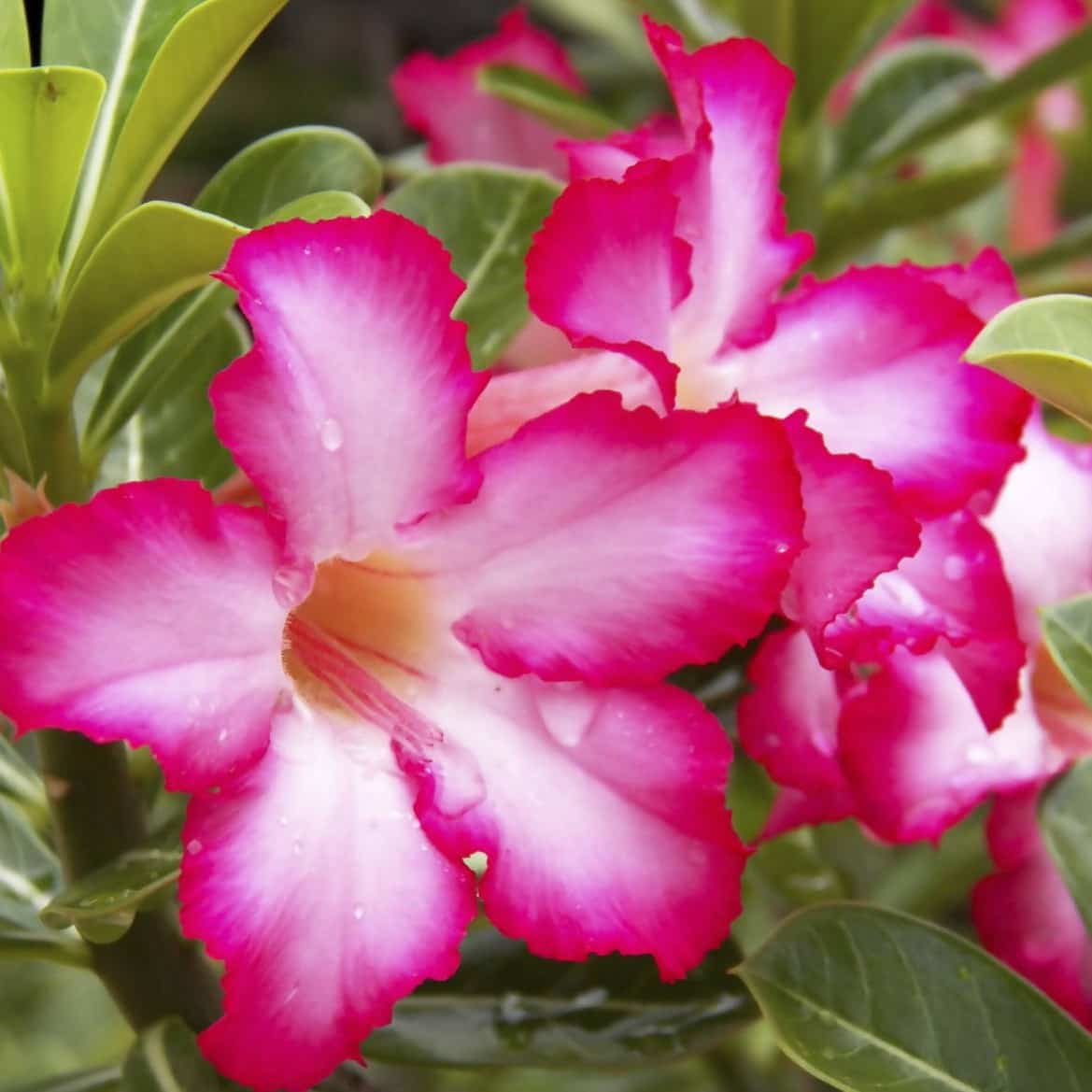 Pink Adenium Plant Questions & Answers