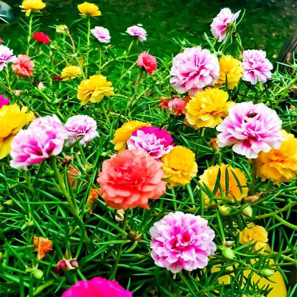 Portulaca F1 Hybrid Mixed Color - Flower Seeds Questions & Answers