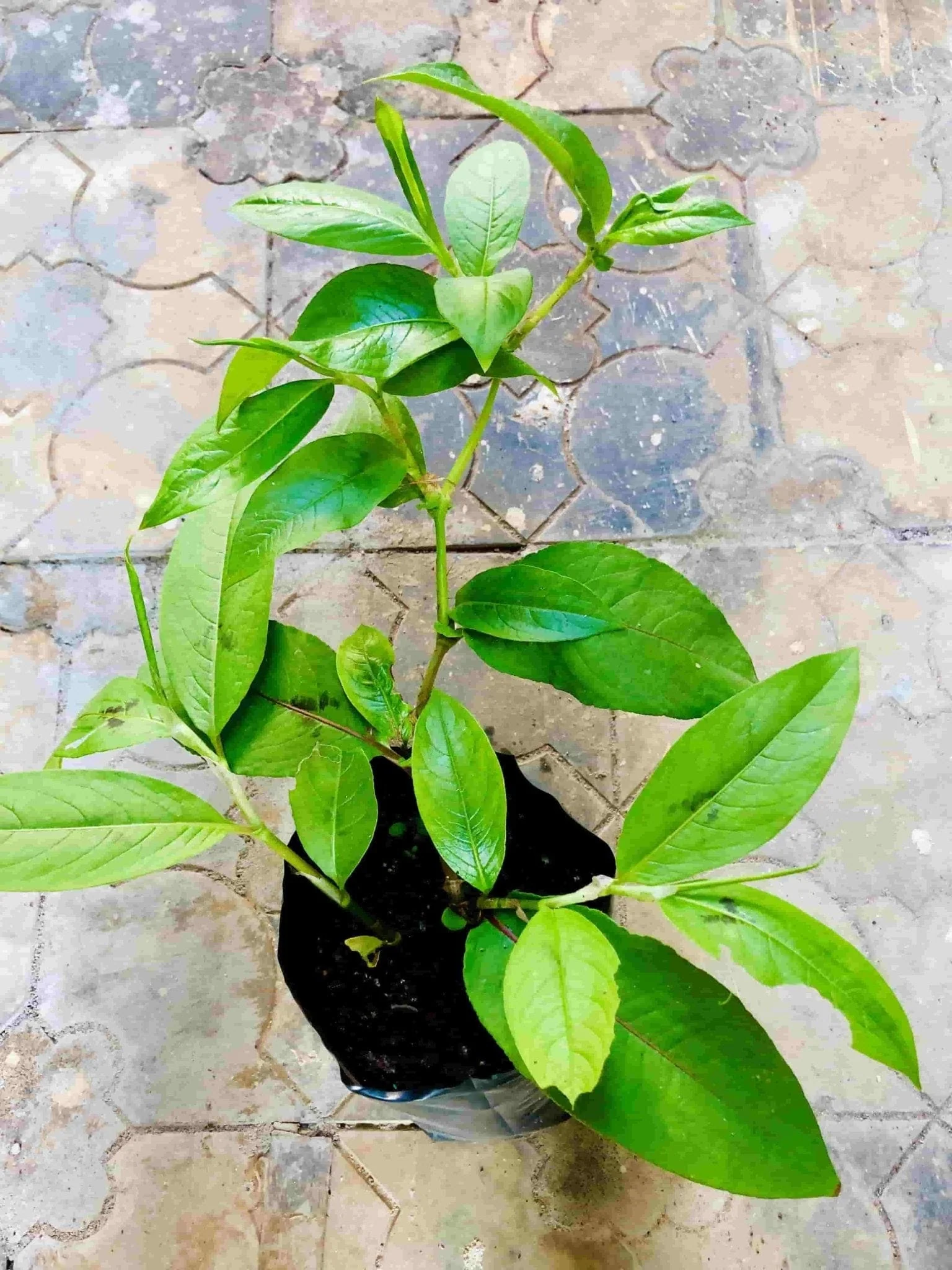 Does tella ishwari plant available I your store