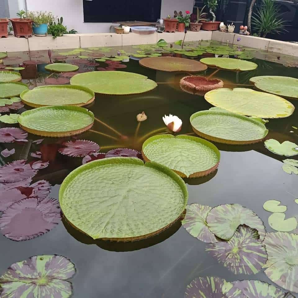 Victoria Cruziana water Lily - 5 Seeds Questions & Answers