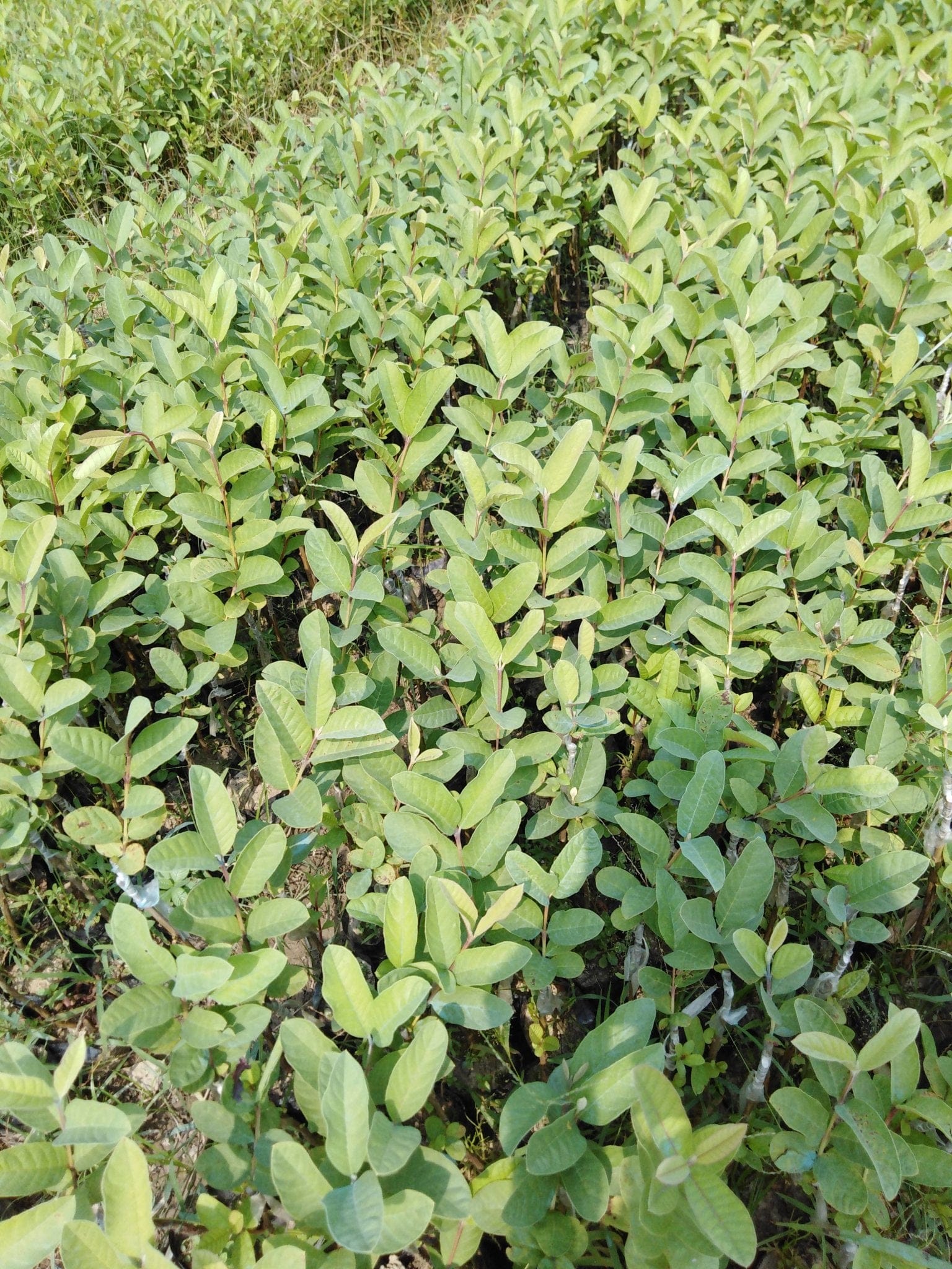 There is no cultivar Description